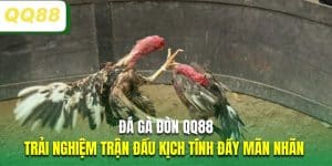 Đá Gà Đòn QQ88| Trải Nghiệm Trận Đấu Thú Vị Đầy Mãn Nhãn 