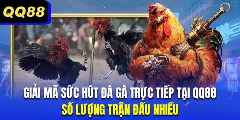 Trải nghiệm đá gà cựa sắt với những màn tranh tài nảy lửa