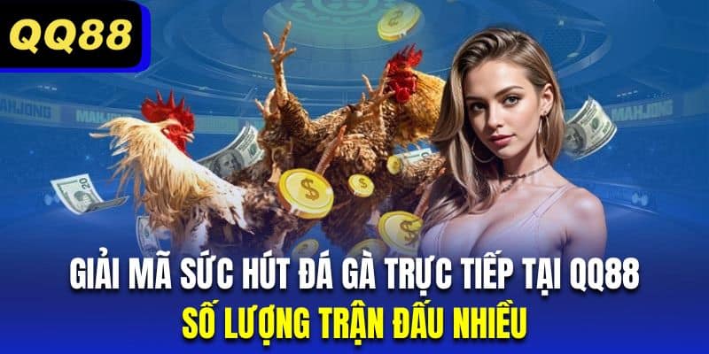 Đá gà QQ88 có số lượng trận đấu vô cùng ấn tượng