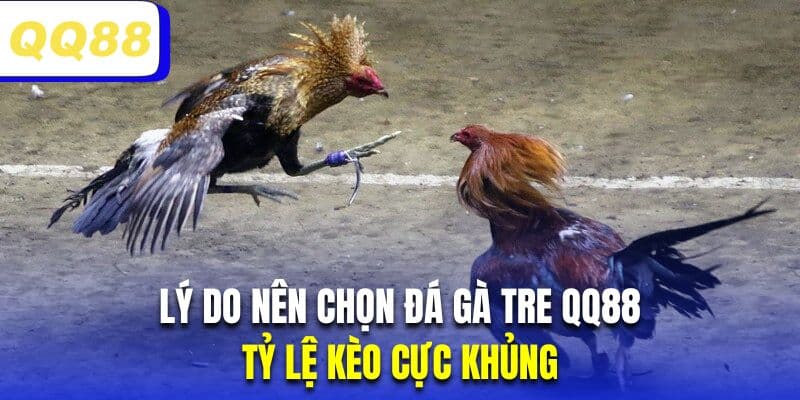 Các trận đấu kê tre thường có tỷ lệ thưởng khủng