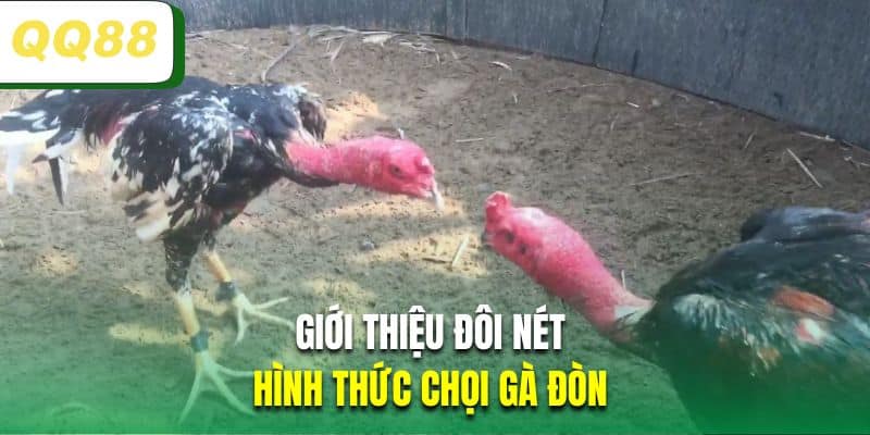 Giới thiệu đôi nét về hình thức chọi gà đòn 