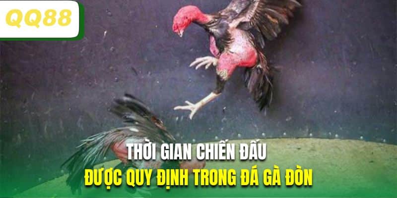 Thời gian chiến đấu được quy định trong đá gà đòn