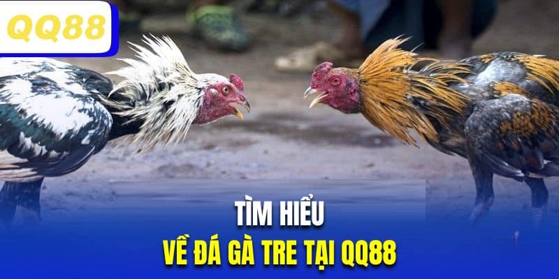 Giới thiệu chọi kê tre tại nhà cái QQ88